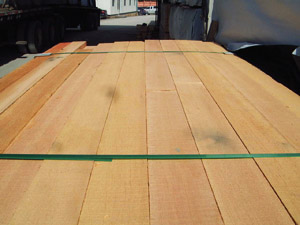 Douglas Fir