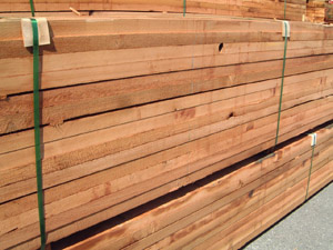 Western Red Cedar