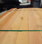 Douglas Fir